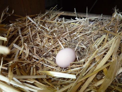 \"egg.jpeg\"